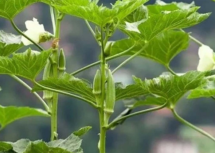 Tak Banyak yang Tahu! Inilah Manfaat Daun Okra Bagi Kesehatan