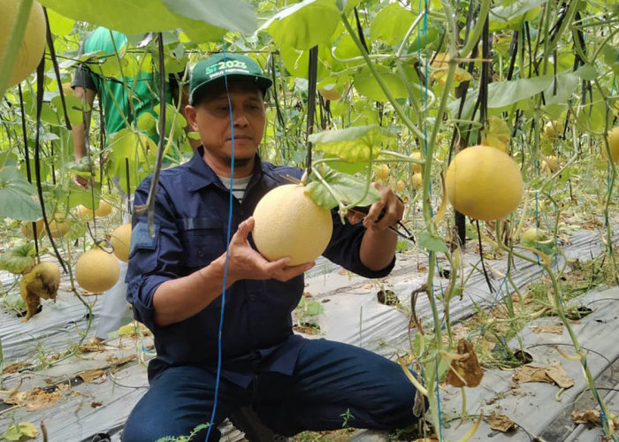 Masyarakat Banjar Sari Mukomuko Sukses Budidaya Buah Melon, Rasanya Lebih Manis