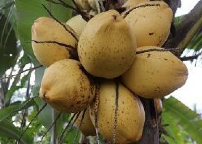 Kelapa Gading Yang Berwarna Kuning Miliki Berbagai Manfaat, Berikut Diantaranya