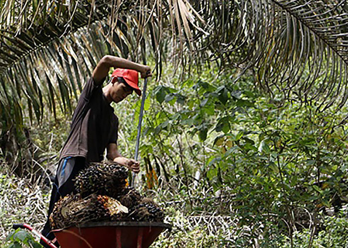 Pembentukan PalmCo Diklaim Mampu Sejahterakan Petani Sawit