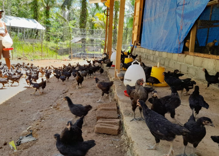 Ayam Program Ketahanan Pangan Mulai Panen