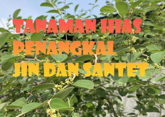 Ini Jenis Tanaman Hias Yang Ditakuti Jin Hingga Bisa Penangkal Sihir