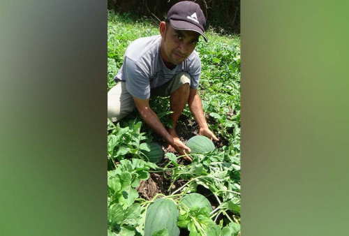 Petani Selagan Raya Ramai-ramai Tanam Semangka ketimbang Cabai