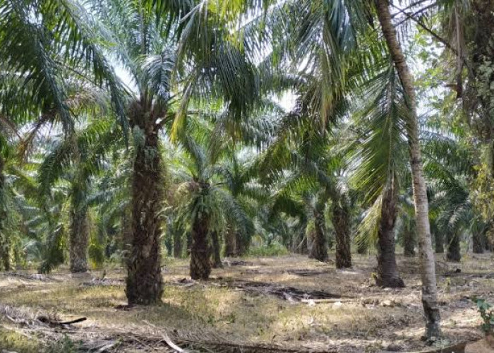Siklus Ngetrek Pohon Sawit Ritme Alam dan Tangan Petani dalam Menjaga Produksi