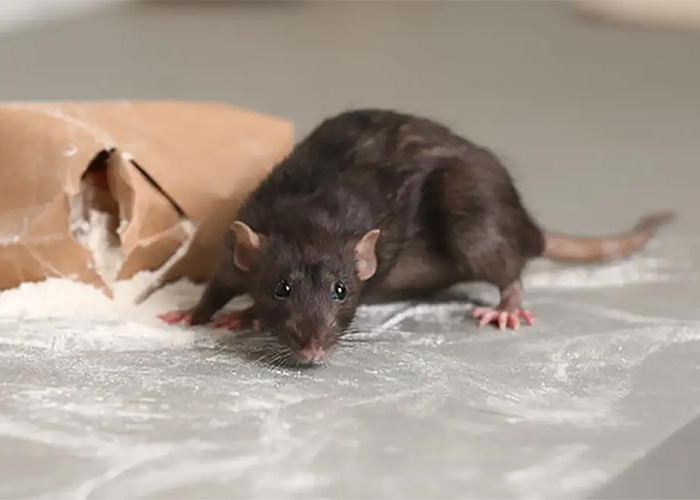 Banyak Tikus Di Dalam Rumah?? Coba Ikuti 6 Tips Sederhana dan Murah Berikut Ini Dijamin Ampuh Usir Tikus 