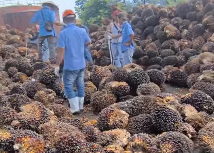 Baru Saja Bergerak Naik Mengejar Ketinggalan, Harga TBS di Mukomuko Terjun Bebas