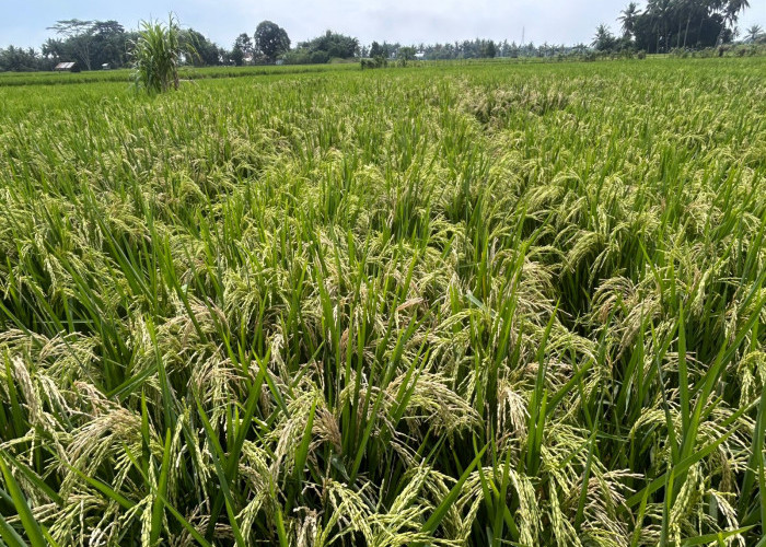 Jelang Panen, Tanaman Padi Petani Diserang Penyakit Blas Leher