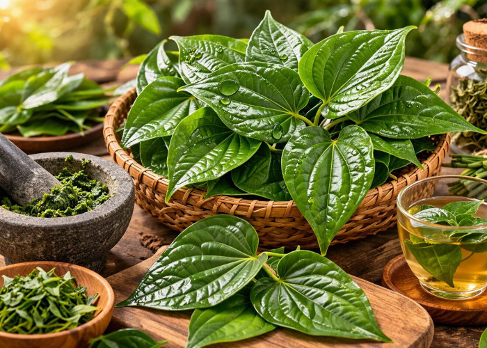 Daun Sirih: Warisan Tradisional dengan Khasiat Antiseptik Alami yang Masih Relevan Hingga Kini