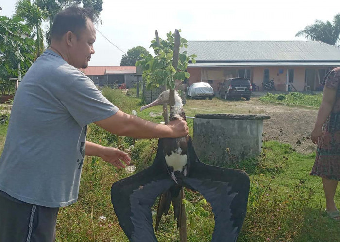 Seekor Elang Berukuran Besar Mati Diserang Gagak Hitam, Jadi Tontonan Warga