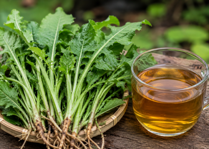 Manfaat Tempuyung bagi Kesehatan: Tanaman Liar yang Sering Dijadikan Herbal