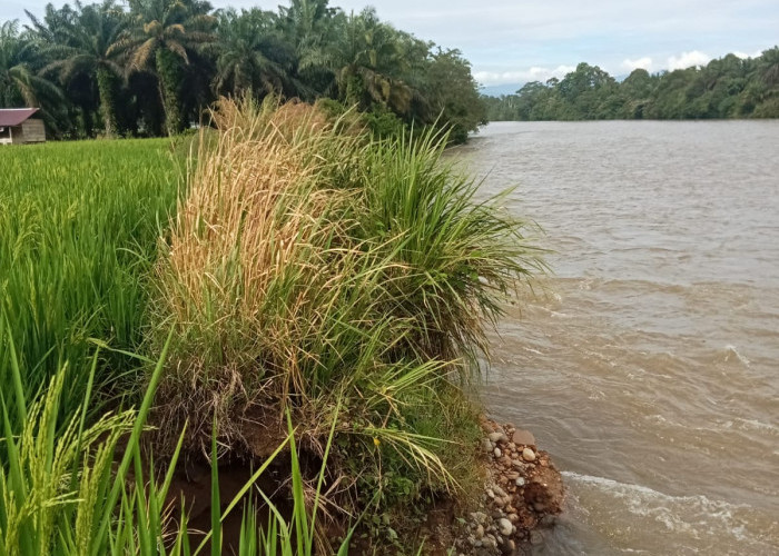 Erosi Sungai Manjuto, Sawah Petani di Desa Resno Hanyut Terbawa Arus