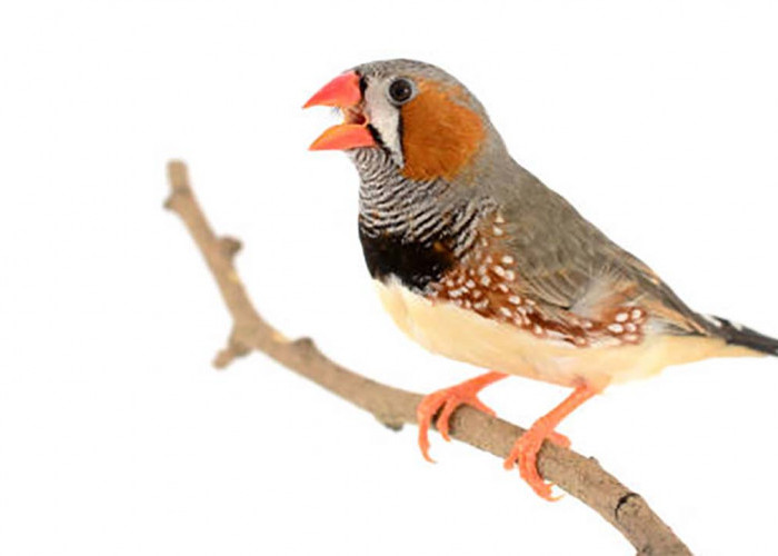 Tak Kalah Cantik dan Indah! Inilah Beberapa Jenis Zebra Finch Asli Indonesia