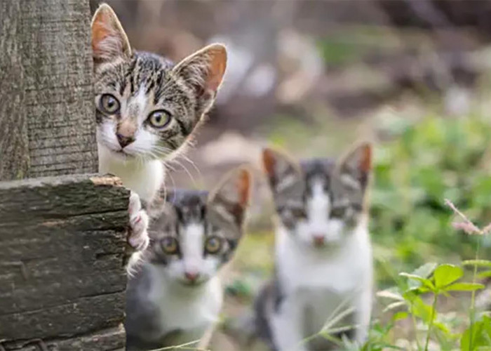 Alasan Kenapa Kucing Liar Suka Mengikuti Kita