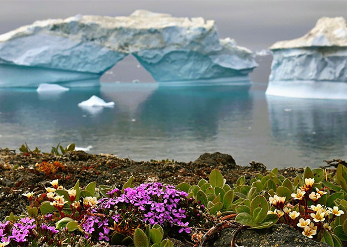 Benua Antartika Kini Sudah Ditumbuhi Tumbuhan, Pertanda Apa?