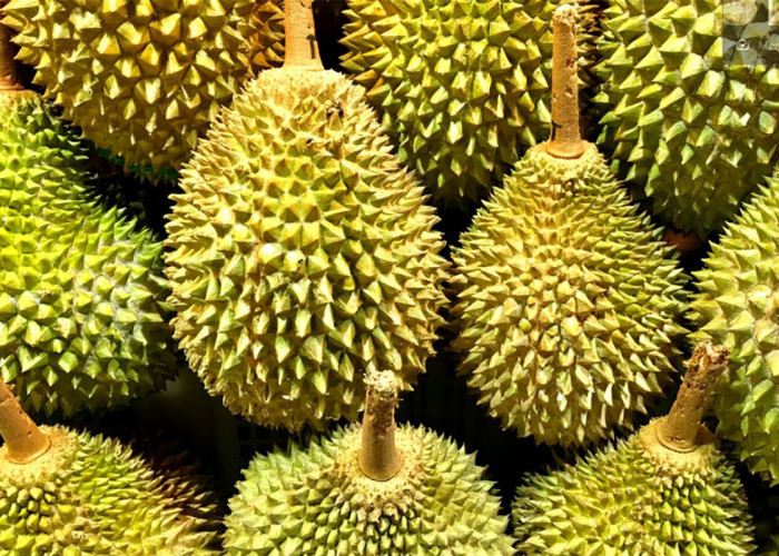 7 Tips dan Trik Cara Memilih Durian yang Bagus Dijamin Pasti Manis Anti Gagal