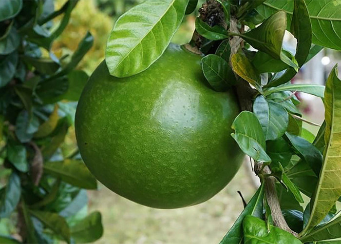 Sering Tak Dianggap, Inilah Manfaat Buah Berenuk yang Jarang Dimanfaatkan