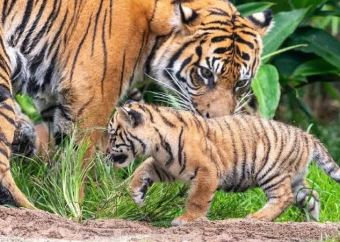 Munculnya Harimau Sumatera di Perkebunan Sawit, Bisa Saja Karena Melatih Anaknya, Warga Diminta Berhati-Hati