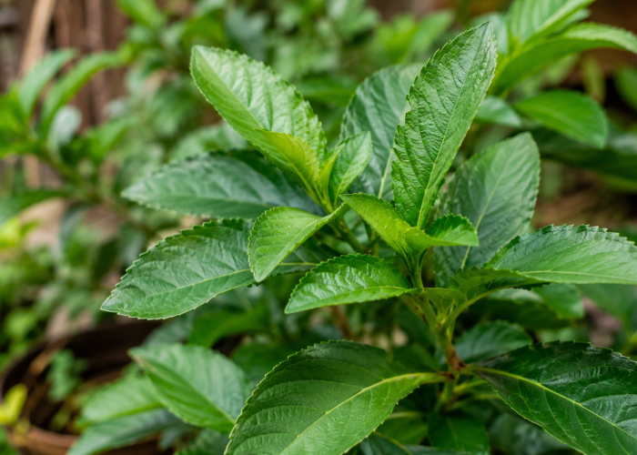 Manfaat Daun Insulin bagi Kesehatan: Tanaman Herbal yang Mulai Dikenal