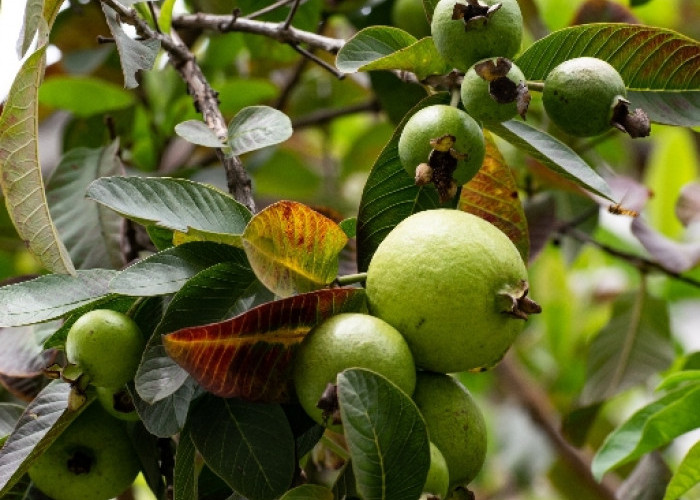 Tak Pernah Diketahui! Inilah Manfaat Tersembunyi Buah Jambu Biji