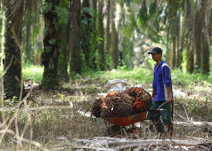 Rekomendasi Budidaya Sampingan yang Menguntungkan Bagi Para Petani Sawit