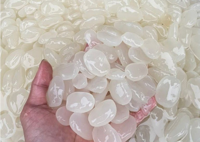 Kolang Kaling: Manfaat Sehat dan Rasa Segar yang Menggoda dalam Berbagai Hidangan