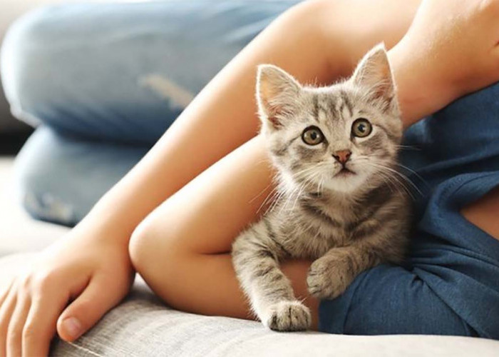 5 Kepribadian yang Hanya Dimiliki oleh Para Pecinta Kucing, Relate Denganmu?