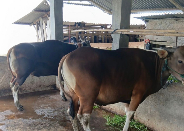 Segini Harga Pasaran Sapi untuk Kurban Idul Adha Tahun Ini
