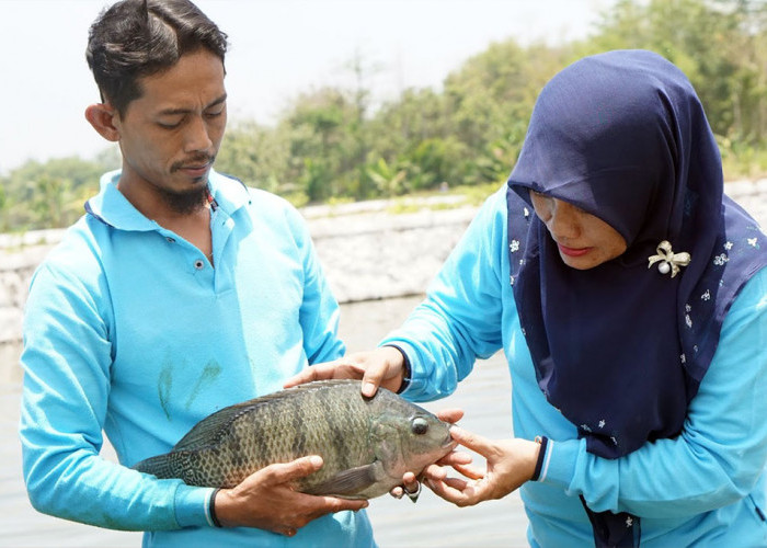 Inilah Hasil Dari Gabungan 6 Jenis Ikan Nila, Menghasilkan Bibit Ikan yang Jauh Lebih Unggul