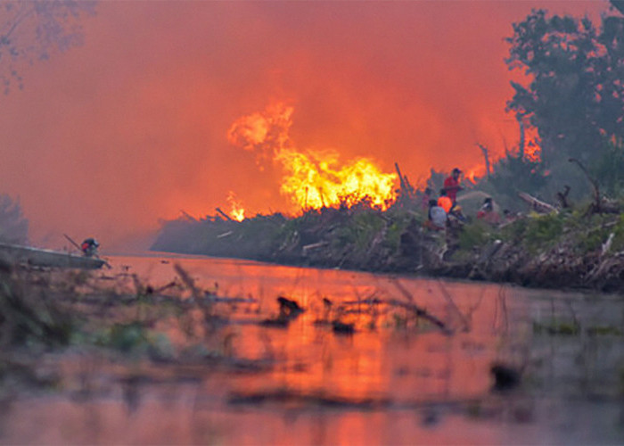 Bukan Karena Pembukaan Lahan untuk Perkebunan Sawit, Inilah Penyebab Kebakaran Hutan di Riau