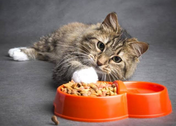5 Cara Agar Kucing Peliharaan Gemuk dan Sehat