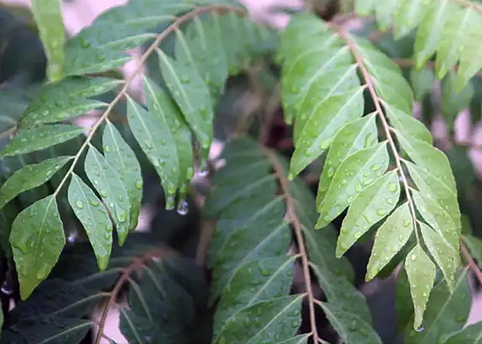 Jangan Anggap Remeh, Inilah Manfaat Daun Kari Bagi Kesehatan yang Jarang Diketahui