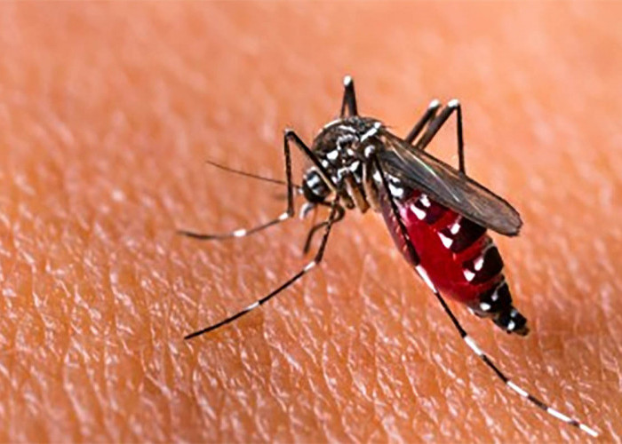 Mengenal Penyakit Demam Berdarah Dengue dan Nyamuk Penyebab DBD
