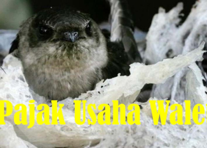 Pemilik Usaha Sarang Burung Walet Enggan Bayar Pajak, Target PAD Sulit Tercapai