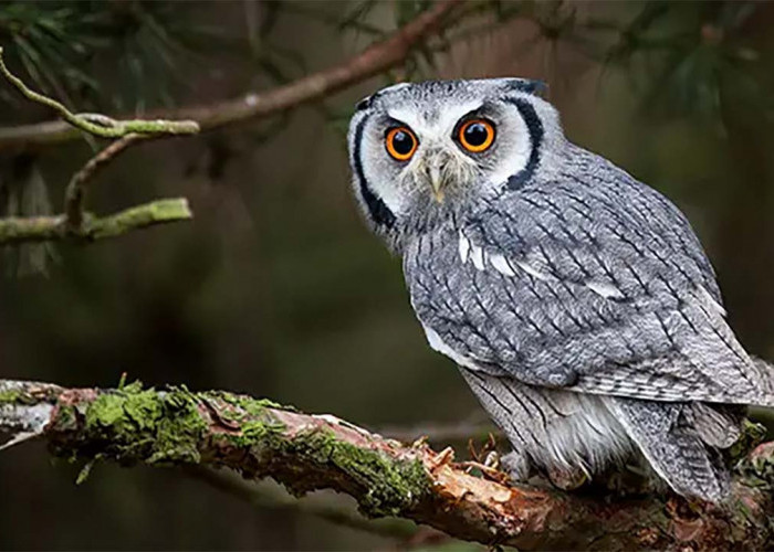 4 Kemampuan Unik Burung Hantu yang Wajib Kamu Tahu!