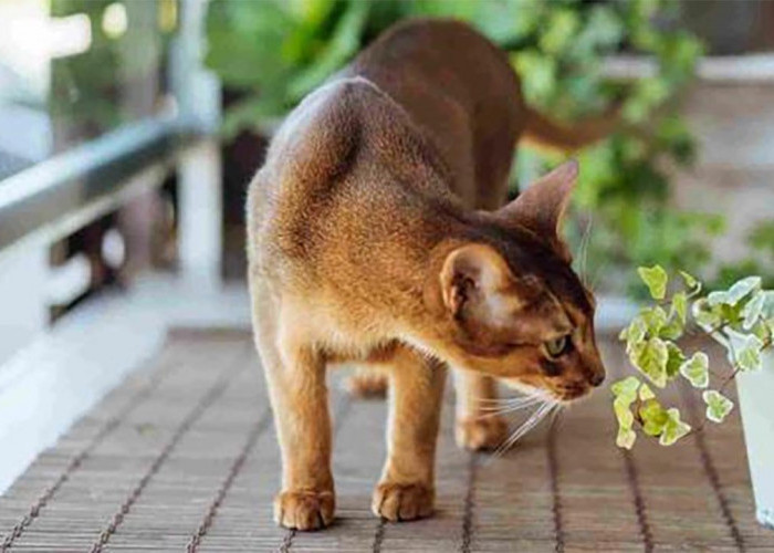 6 Bau yang Paling Dibenci Kucing, Sudah Tahu?