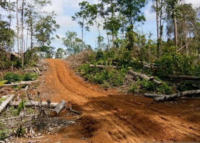 Terduga Pelaku Jual Beli Hutan Nyaris Dijemput Paksa