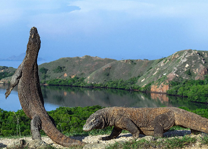 Ora Atau Buaya Darat Begini Sejarahnya Pulau Komodo, Belanda Salah Mengartikan Ora Sebagai Komodo