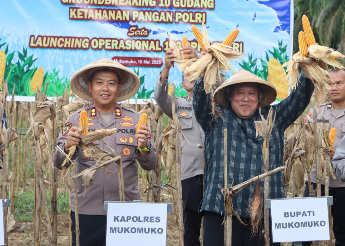 Panen Jagung Kuartal II, Wujud Komitmen Polres Mukomuko Dukung Ketahanan Pangan Nasional