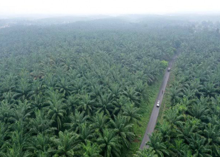 Provinsi Penghasil Sawit Terbesar di Indonesia: Denyut Ekonomi dari Hamparan Hijau Nusantara