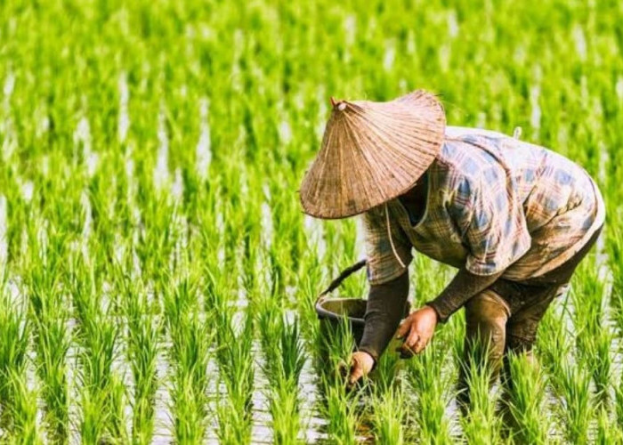 Mengapa Para Petani di Indonesia Menjadi Kurang Makmur dan Sejahtera? yang Terakhir Lupa Bayar Kewajiban Ini