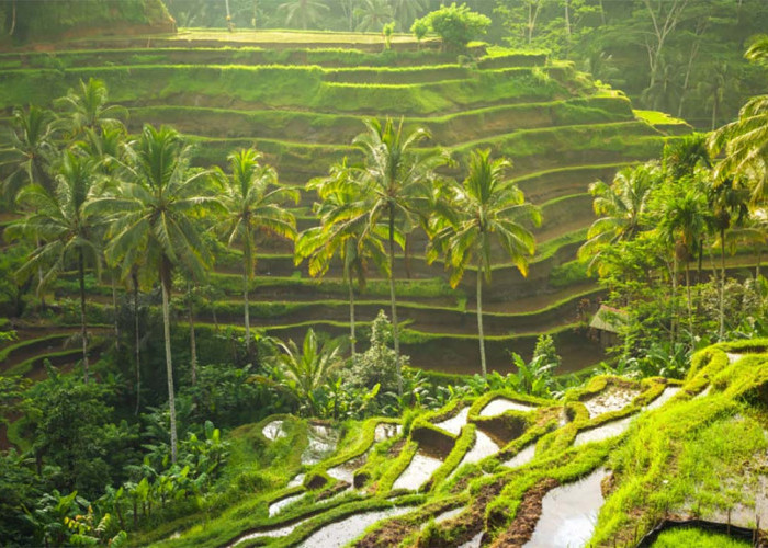 Bikin Hati Adem dan Pikiran Tenang, Inilah Keindahan Alam Tegallalang Rice Teracce di Bali yang Masih Asri