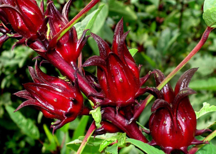 Kandungan Bunga Rosella dan Manfaatnya Bagi Kesehatan Tubuh