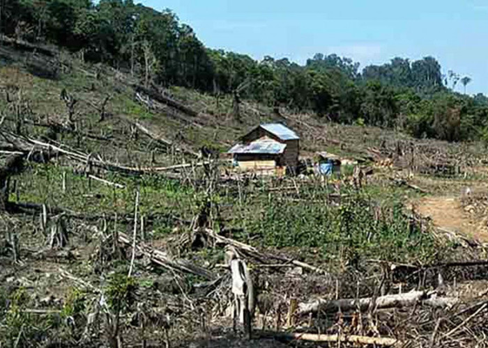 ﻿Puluhan Kawasan HP dan HPT Disulap Menjadi Kebun Sawit 