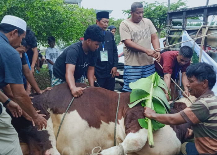 Eksekusi Hewan Qurban Presiden Prabowo di Mukomuko Lancar, Tukang Jagal Ustadz Meimi Elson