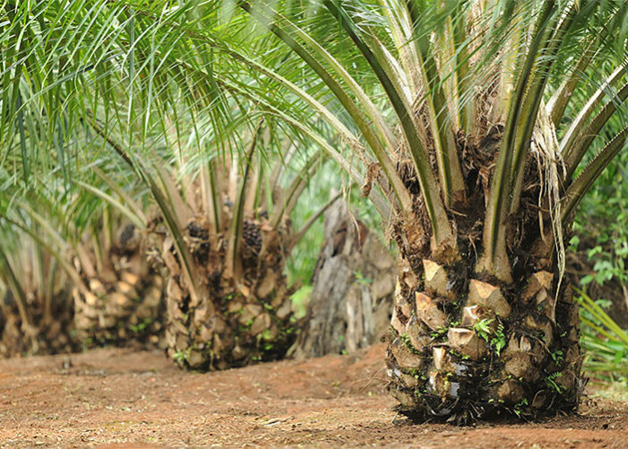 Begini Cara Memupuk Pohon Sawit di Tanah Gambut