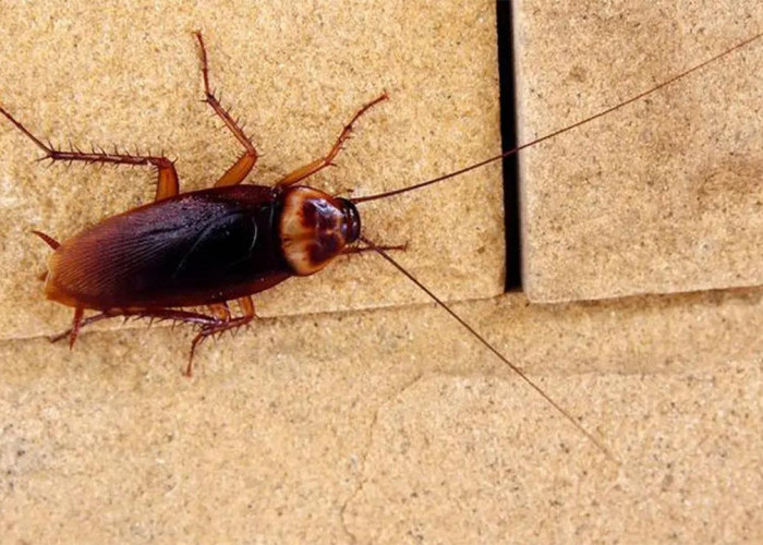 5 Cara Ampuh Menyingkirkan Kecoa dari Rumah secara Alami