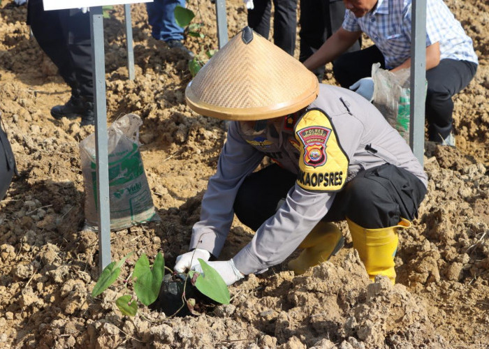 Gebrakan Polres Mukomuko, Uwi UnguSumber Pangan Alternatif Untuk Ketahanan Nasional