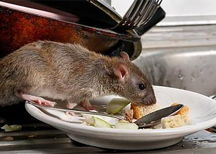 Cara Ampuh Usir Hama Tikus di Dalam Rumah, Cuma Pakai Tiga Bahan Ini