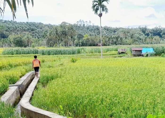 Seyogianya Mukomuko Bentuk Payung Hukum Lindungi Lahan Pertanian Pangan Berkelanjutan 