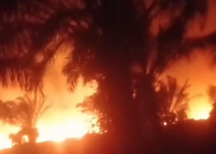 Api Belum Padam, Pemkab Bantu Atasi Kebakaran Lahan di Mukomuko